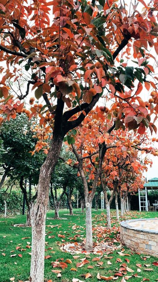 Park Ashik Ξενοδοχείο Ljaknasi Εξωτερικό φωτογραφία